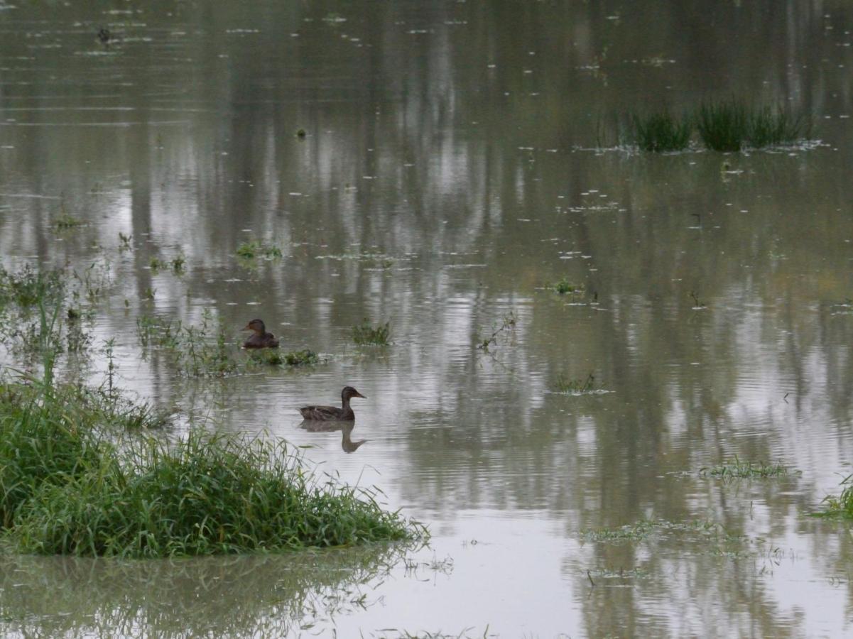La Ravine Au Bord Du Loing Vila Montigny-sur-Loing Exterior foto